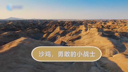 动物宝宝历险记 5集