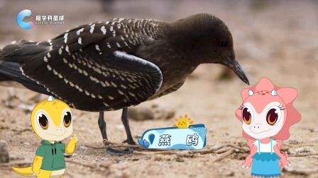 米拉和星仔：海洋探险小队 7集