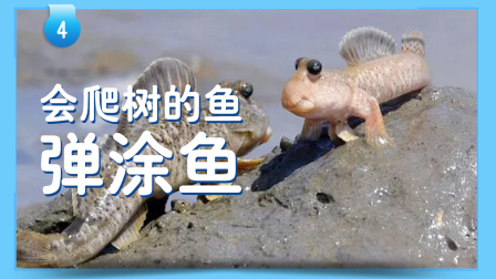 小小探险家：百科大讲堂 16集