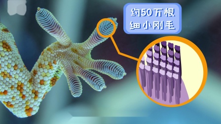 好奇世界百问百答之小型动物观察笔记 2集