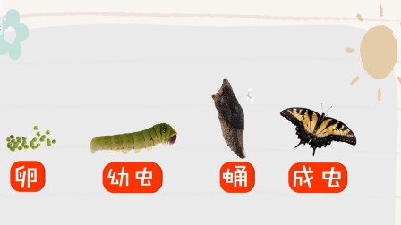好奇世界百问百答之小型动物观察笔记 17集