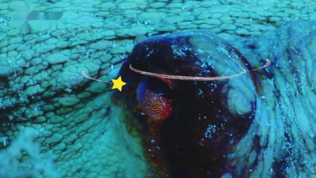 米拉和星仔：奇幻的海洋世界 7集