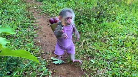 小猴子叮当历险记 3集