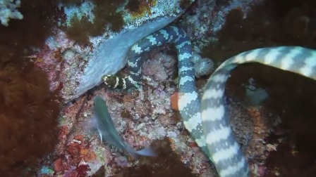 超级镜头：深海生物大派对 3集