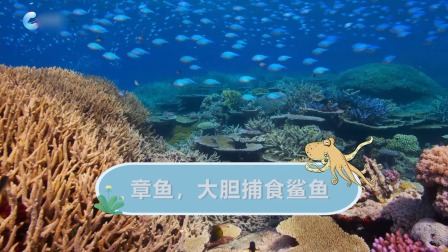 动物特攻队 8集
