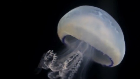 揭开海底两万里的神秘面纱 9集