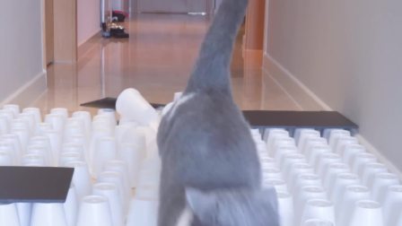猫猫闯关大挑战 第二季 6集