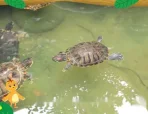 萌鸡小队趣自然 32集