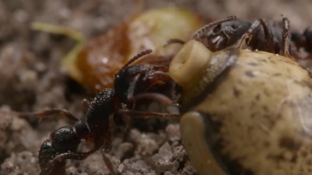 奇妙历险记：昆虫世界大冒险 5集