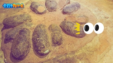 超级镜头：十万个为什么（第四季） 6集