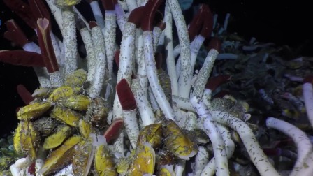 超级镜头：深海生物大派对 7集