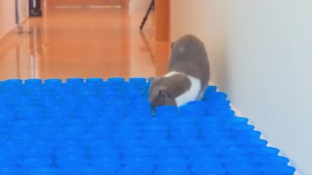 猫猫闯关大挑战 第二季 8集