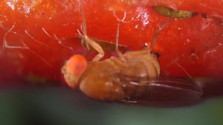 《昆虫世界大冒险》科普系列视频 8集