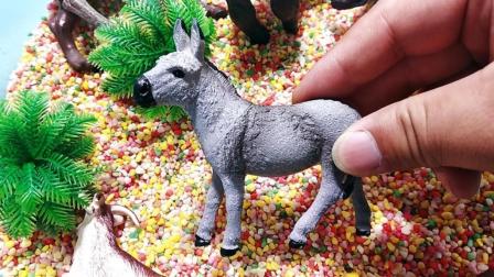 鹿小小识动物 15集