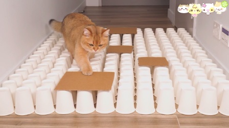 猫猫闯关大挑战 第二季 1集