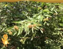 萌鸡小队趣自然 33集