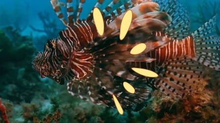 超级镜头：海面之下 7集