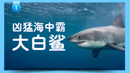 小小探险家：百科大讲堂 13集