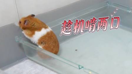小仓鼠&ldquo;拆家&rdquo;记 18集