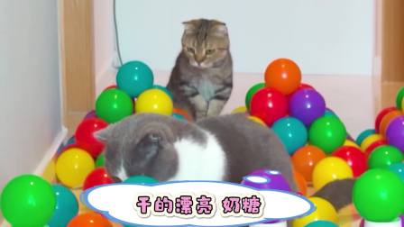 猫猫闯关大挑战 第二季 9集