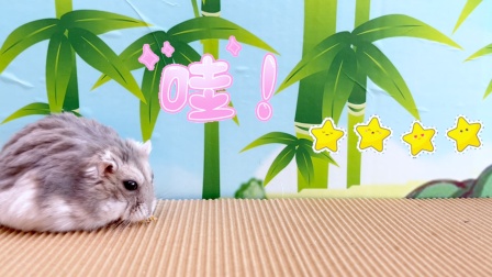 仓鼠益智闯关 23集