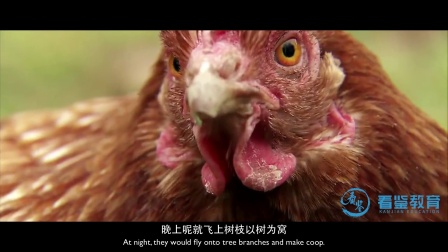 十二生肖 10集