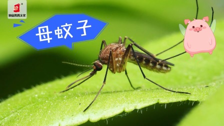 好奇世界百问百答之小型动物观察笔记 18集