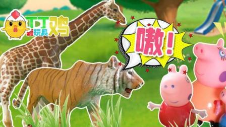 丁丁鸡爱玩具 5集