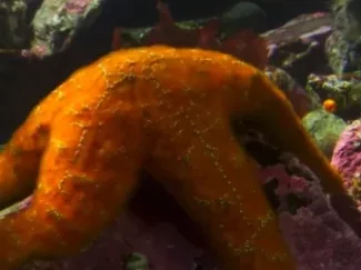 探秘海洋动物家族 畅游海底世界 认识神奇动物 12集