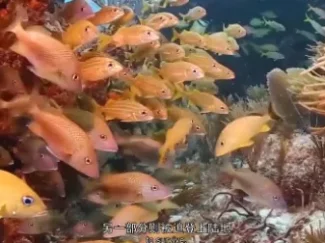 少年的第一堂自然课 6集