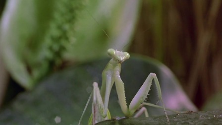 奇妙历险记：昆虫世界大冒险 6集