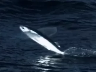 探秘海洋动物家族 畅游海底世界 认识神奇动物 9集