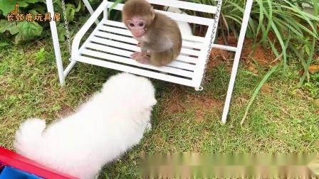 小猴子可可 194集