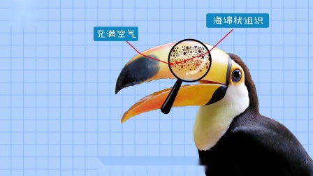 好奇世界百问百答之小型动物观察笔记 11集