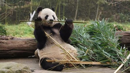 熊猫与你，滚滚而来！ 5集