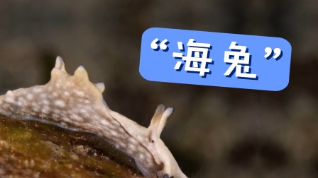 好奇世界百问百答之小型动物观察笔记 31集