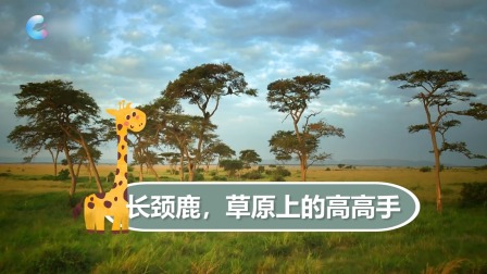 动物特攻队 7集