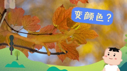 好奇世界百问百答之小型动物观察笔记 1集