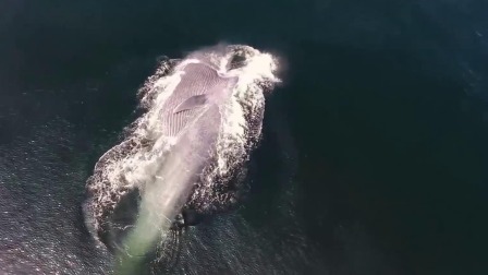超级镜头：深海生物大派对 9集