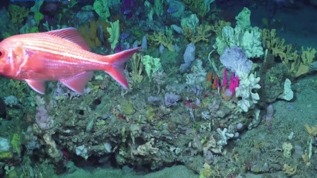超级镜头：深海生物大派对 5集