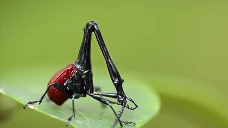 奇妙历险记：昆虫世界大冒险 1集