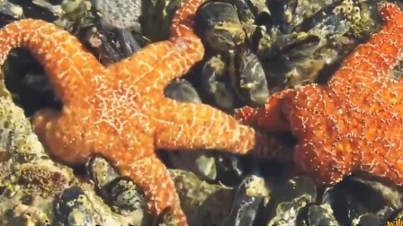 揭开海底两万里的神秘面纱 2集