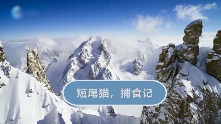 动物宝宝历险记 4集