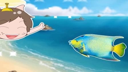 绘本动物科普小课堂 16集