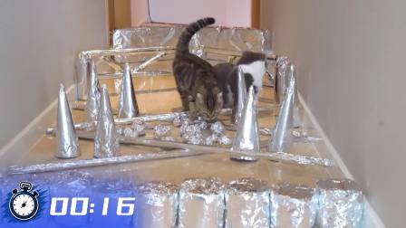 猫猫闯关大挑战 第二季 10集