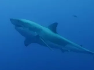 探秘海洋动物家族 畅游海底世界 认识神奇动物 3集