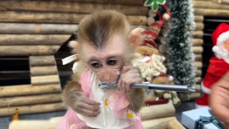 小猴子可可 2集