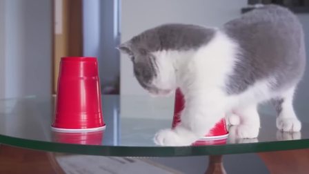 猫猫闯关大挑战 第二季 11集