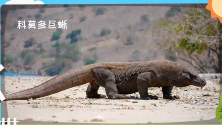 米粒动物大百科2 19集