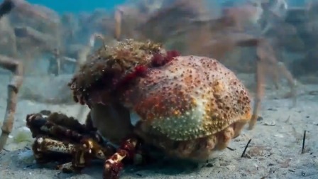 探秘海洋动物家族 畅游海底世界 认识神奇动物 1集
